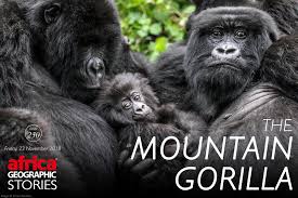 Eastern lowland gorillas are the largest subspecies of gorilla and the largest living primates. The Mountain Gorilla Gentle Giants Africa Geographic