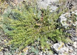 Image result for Thesium chimanimaniense