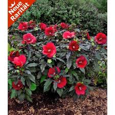 Winterharter Hibiskus Summerific Midnight Marvel 1 Pflanze Pflanzen Stauden Winterharte Stauden