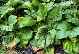 We did not find results for: 6 Reasons Your Zucchini Leaves Are Turning Yellow And How To Fix It