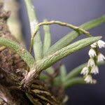 Image result for Bolusiella iridifolia