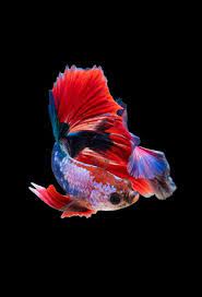Download the background for free. 60 Stunning 4k Iphone Wallpapers And Images Inspirationfeed Fish Wallpaper Iphone Fish Wallpaper Betta Fish Wallpaper