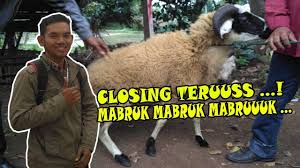 Dengan harga dan biaya yang relatif murah serta mengirim sampai tempat alamat tujuan bagi anda yang ingin ber aqiqah di wilayah cilacap dan sekitarnya, kami memberikan menu yang istimewa olahan daging kambing ataupun domba seperti contoh berikut : Jual Beli Kambing Wilayah Cirebon Youtube