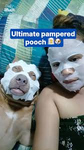 Dog rocks face mask during spa day