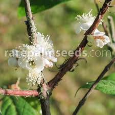 Image result for Aristida stipitata