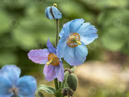 A challenge to grow, but well worth the effort. Blue And Purple Meconopsis Himalayan Poppy Flowers And Bud 2618449 Stock Photo At Vecteezy