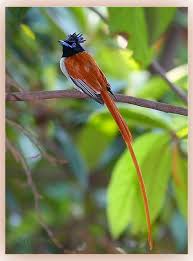 Pin On Feathered Friends