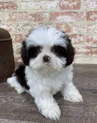 The face of a shih tzu dog with curled tongue. Shih Tzu Puppy Stolen From Petland Kennesaw Police Say News Mdjonline Com
