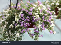 Image result for Sutera debilis