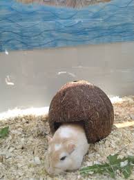 Knihovna při městském kulturním centru v hořovicích, audioknihy, internet, akce pro děti. Prehlidka Knihovnich Maskotu A Skritku Bulletin Skip