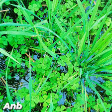 Image result for Marsileaceae