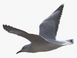 Find & download free graphic resources for png. Gulls Png Background Image Seagull Png Transparent Png Kindpng