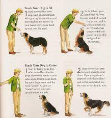 Tips For Training Your Dog Dog Training Techniques Dog Training Obedience Dog Training