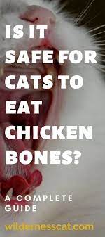 They can also be used to clean your cats' teeth as chewing cause scraping on their teeth. Can Cats Eat Chicken Bones A Complete Answer With Videos Wildernesscat Eating Raw Chicken Chicken Bones Best Cat Food