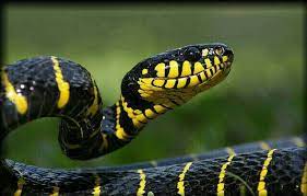 The Gold Ringed Cat Snake Or Mangrove Snake Boiga Dendrophila Is A Species Of Rear Fanged Colubrid It Is One Of Th Snake Black And Yellow Snake Yellow Snake