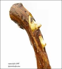 How To Carve A Woodspirit In A Hiking Stick Custom Hiking Stick Carved Wood Spirit In A Natural Elm Tree Sapling Inlay Of River Clam Shell Walking Sticks Wooden Walking Sticks Wood Spirit