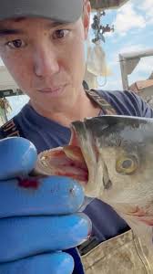 CAN IT CATCH?! Blue Fish #bodkinpointseafood #fvsoutherngirl  #youaintnocrabber #Maryland #crabbing #chesapeakebay #seafood  #smallbusiness #commercialfishing #crabber #DIY #crab #crabfishing  #buylocal ...