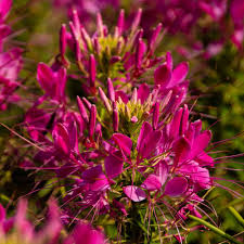 Image result for Cleome spinosa