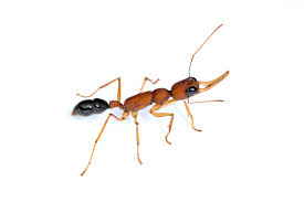 Mapa que vc é uma formiga. Chamam Lhe Feromona Princesa E Ela Dita A Ascensao Das Formigas A Rainhas Insectos Publico