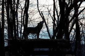 Wolves are common to all parts of the northern hemisphere. Wisconsin S Rushed Confusing Wolf Hunt Followed Years Of Contention