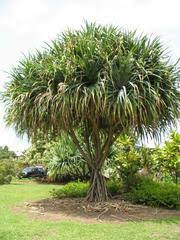 Image result for Pandanus livingstonianus