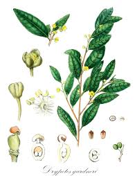 Image result for Putranjivaceae