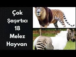 Kaplan Ve Aslan Ciftlesmesi Sonucu Tigon Aklan Youtube