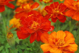 Maybe you would like to learn more about one of these? How To Tell If Last Year S Garden Seeds Are Still Good Csmonitor Com