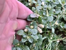 Image result for Alternanthera caracasana