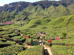 Mak lagi lebih dari anak.dauh teh dari dekat. Trip Cameron Highlands Ladang Teh Bharat Tanah Rata