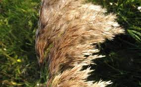 Image result for Phragmites australis