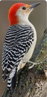 Pin By Love Spells Marriage Spell C On Krasivye Pticy Backyard Birds Watching Beautiful Birds Backyard Birds