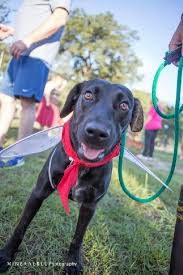 Adopt Raven On Petfinder Labrador Retriever Mix Retriever Mix Labrador Retriever