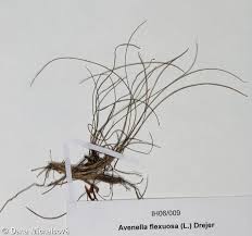 Image result for Avenella