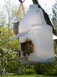 Miss Ginsu Sharp Culinary Tips Recipes Advice Squirrel Feeder Squirrel Feeder Diy Squirrel Feeders