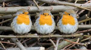 Pin Von Christine Potocar Auf Birdies Rotkehlchen Kleine Vogel Bunte Tiere