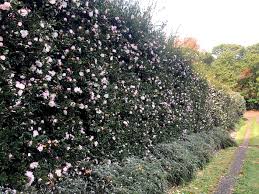 Aktuelle preise für produkte vergleichen! Sasanqua Camellias