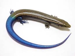 グラン カナリア カラ カネ トカゲ
