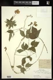 Image result for Vigna vexillata