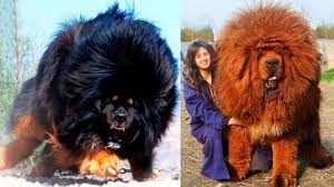 What is the largest tibetan mastiff breed? Tibetan Mastiffs A Large And Intimidating Himalayan Breed Bred For Hunting And Used To Guard Monasteries And Private Properties Damnthatsinteresting