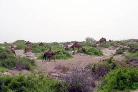 Image result for Pyrostria phyllanthoidea