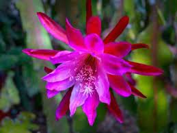 Orchid Cactus Eipiphyllum Caring For Eipiphyllums How To Grow Epiphyllum Cactus Plants In 2021 Orchid Cactus Plant Care Plant Care Houseplant