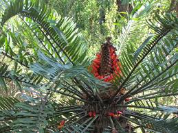 Image result for Encephalartos aplanatus