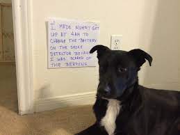 Or even possibly, your smoke alarm has a strange size battery that you don't have at home. Honorary Firefighter Dogshaming