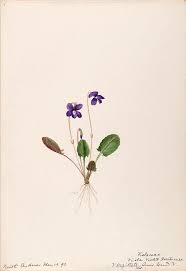 V 11 1888 1910 Water Color Sketches Of Plants Of North America And Europe Biodiversity Heritage Libra Violet Flower Tattoos Violet Tattoo Violet Flower