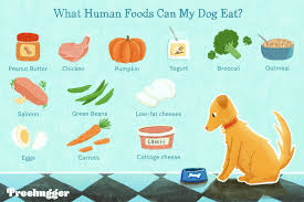 12 Human Foods Dogs Can Eat And 5 They Shouldn T Foods Dogs Can Eat Pumpkin Yogurt Human Food