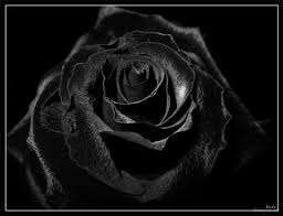 Black Background With Rose In Middle Black Rose Schwarze Rosen Schwarz Weiss Bilder Schwarze Rose