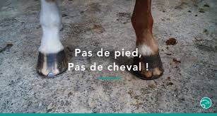 On fera alors un examen dynamique en demandant au cheval de marcher et trotter. Tout Ce Qu Il Faut Savoir Sur Le Pied Du Cheval Equisense Blog
