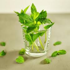Additional fertilizer usually isn't needed. Mint Is Raised With Water Simple And Explosive Pot Less Pests Than Soil Culture Give It A Try Inews