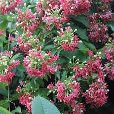 Pokok ini sejenis tanaman menjalar dan amat sesuai ditanam. Watie Garden Akar Dani Rangoon Creeper Pokok Jenis Facebook